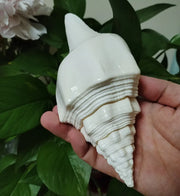 Genuine Indian Shankh Vamavarti Dattatreya Natural Turbinella Angulata Conch Shell Puja Ritual, Big Original Bajane Wala Shankha