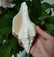 Genuine Indian Shankh Vamavarti Dattatreya Natural Turbinella Angulata Conch Shell Puja Ritual, Big Original Bajane Wala Shankha
