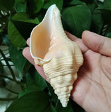 Genuine Indian Shankh Vamavarti Dattatreya Natural Turbinella Angulata Conch Shell Puja Ritual, Big Original Bajane Wala Shankha