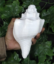 Genuine Indian Shankh Vamavarti Dattatreya Natural Turbinella Angulata Conch Shell Puja Ritual, Big Original Bajane Wala Shankha